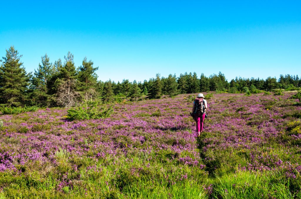 Montselgues peat bog