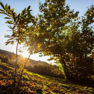🍂 5 bonnes raisons de venir en automne en Cévennes d’Ardèche