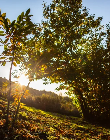 🍂 5 bonnes raisons de venir en automne en Cévennes d’Ardèche