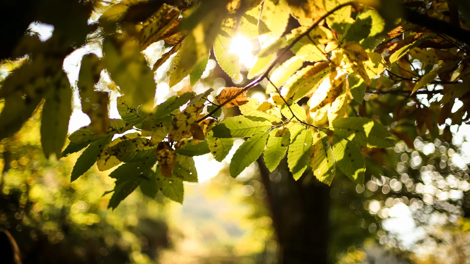 Chataigneraie automne