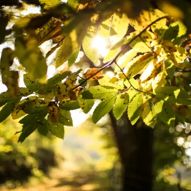 Chataigneraie automne