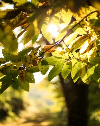 Chataigneraie automne