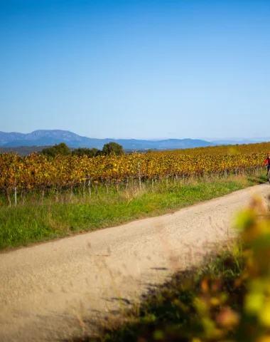 La vigne à vélo
