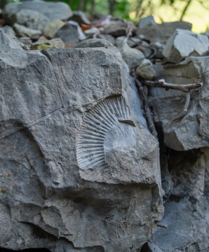 Fossile Naves
