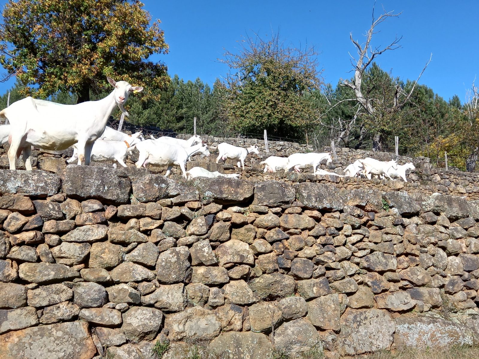 Visit of the goat farm Le Serre
