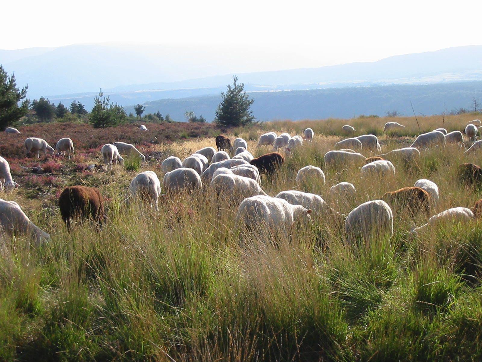 Soirée pastorale avec le berger