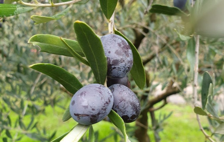 Olives saint genest de beauzon
