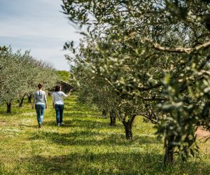 oliveraie saint genest de bauzon