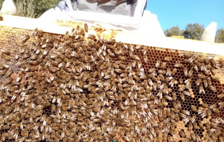 Baptême d’apiculture aux Ruchers de l’Ibie