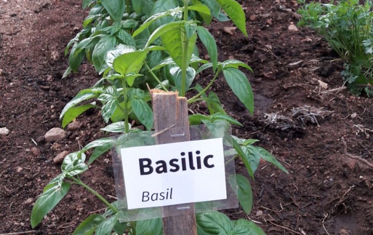 Jardin des aromates Basilic