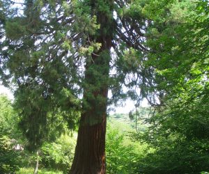 sequoia couderc sablieres